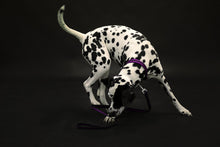 Load image into Gallery viewer, Reg&amp;Bob Striped Collar
